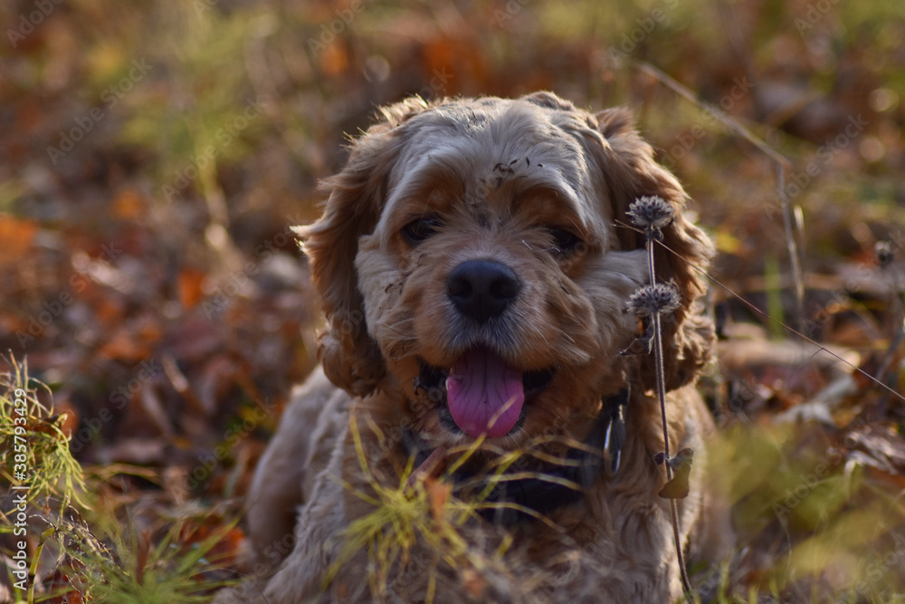 hunting dog in the autumn forest hunting dog in the autumn forest