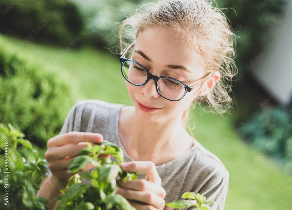 Teenage girl picking locally grown fresh herbs (basil leaves) outdoor in the garden
