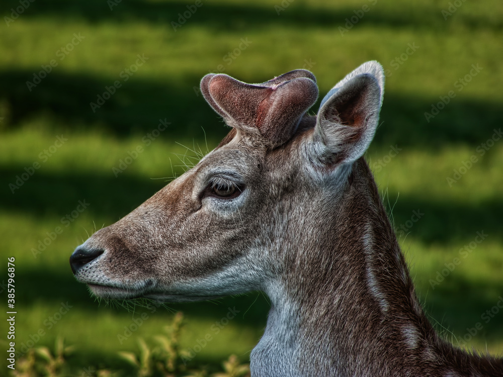 Fototapeta premium Dammhirsch