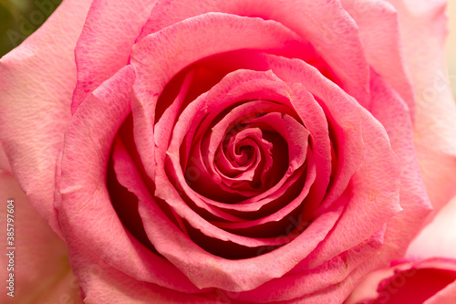 pink rose close up