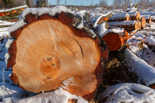 Deforestation. Felled trees logs on a sunshine winter day after cutting down forest.