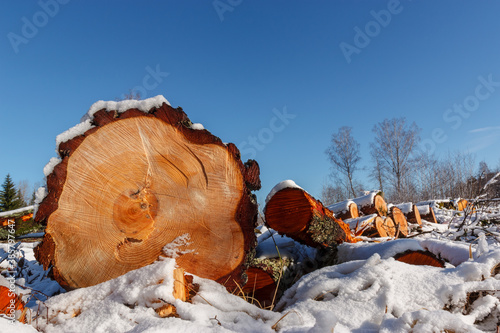 Deforestation. Felled trees logs on a sunshine winter day after cutting down forest.