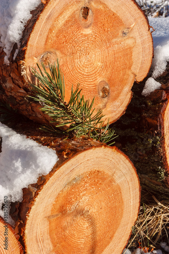 Deforestation. Felled trees logs on a sunshine winter day after cutting down forest.