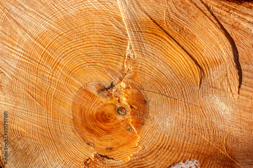 Deforestation. Felled trees logs on a sunshine winter day after cutting down forest.