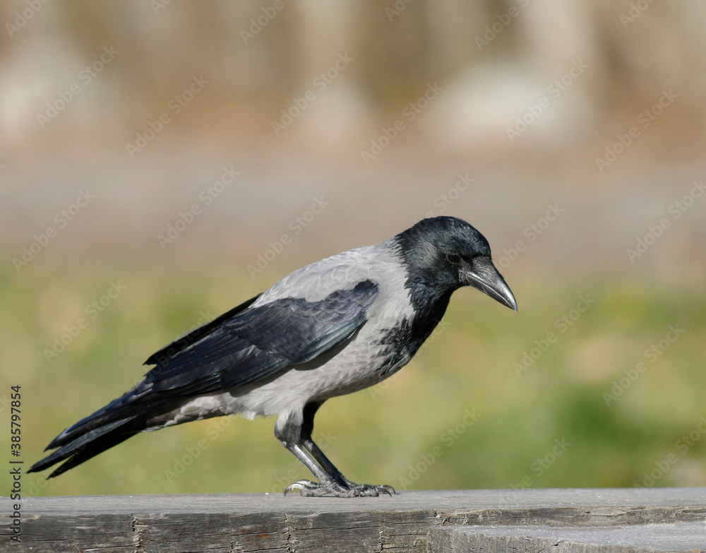 Fototapeta premium Hooded Crow