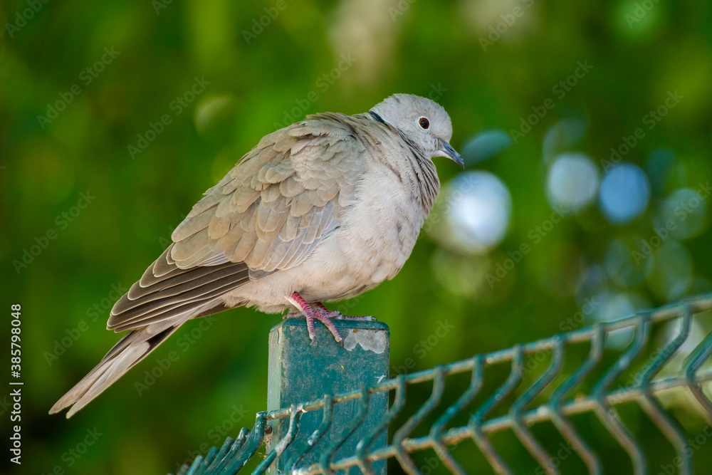 Fototapeta premium Bird 365