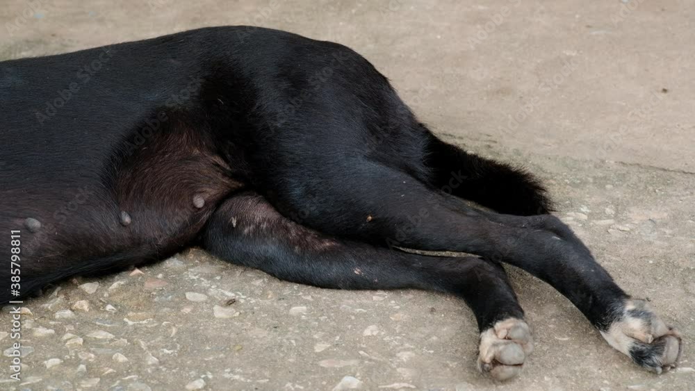 Tick on the black dog, These arachnids a most active in spring and can be careers of Lyme disease or encephalitis. Nobody, Pet health care concept. Tick on the black dog, These arachnids a most active in spring and can be careers of Lyme disease or encephalitis. Nobody, Pet health care concept.