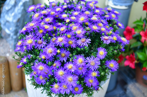 Beautiful aster in a white pot with a gutter and curb in the background