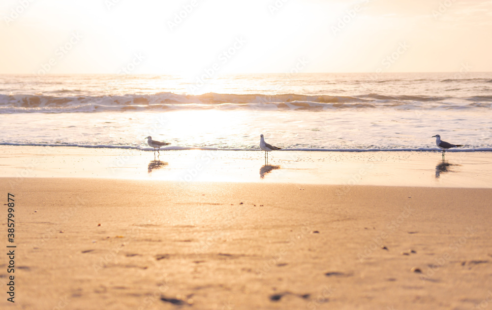 Morning Sunrise of Seagulls On the Beach
