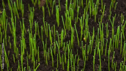 Fresh Green Grass Growing. Accelerated Wheat Plant Growing. Timelapse. 4K.