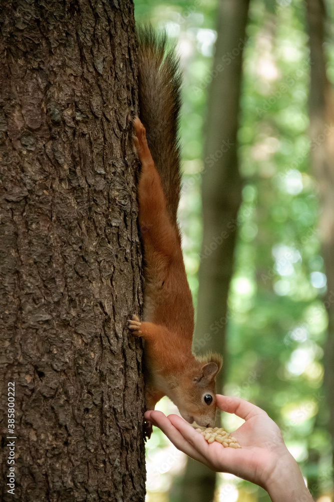 a squirrel on a tree trunk eats nuts from his hand a squirrel on a tree trunk eats nuts from his hand