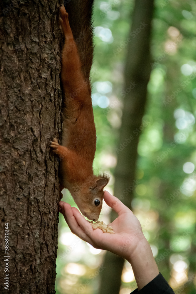 a squirrel on a tree trunk eats nuts from his hand