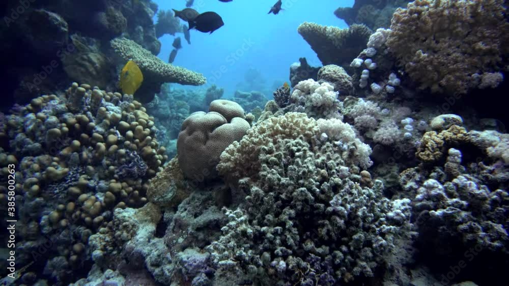 Coral reef and beautiful fish.  Underwater life in the ocean.  Reef and beautiful fish. 