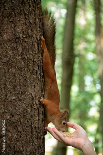 a squirrel on a tree trunk eats nuts from his hand