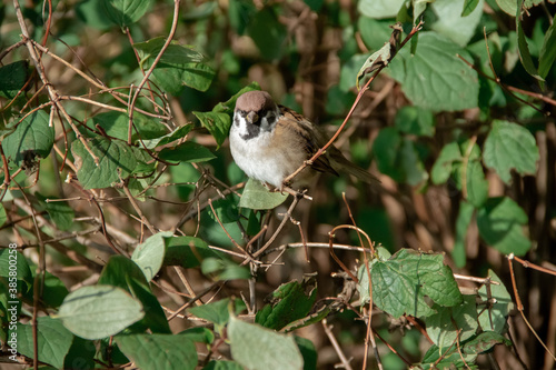 an adult Sparrow sits on a twig among the leaves