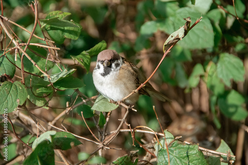 an adult Sparrow sits on a twig among the leaves