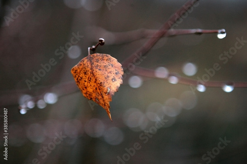 Orange autumn leaf on branch with raindrops on blur background. Autumn forest feeling.