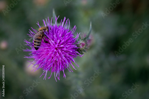 bee  on the flower thistle
