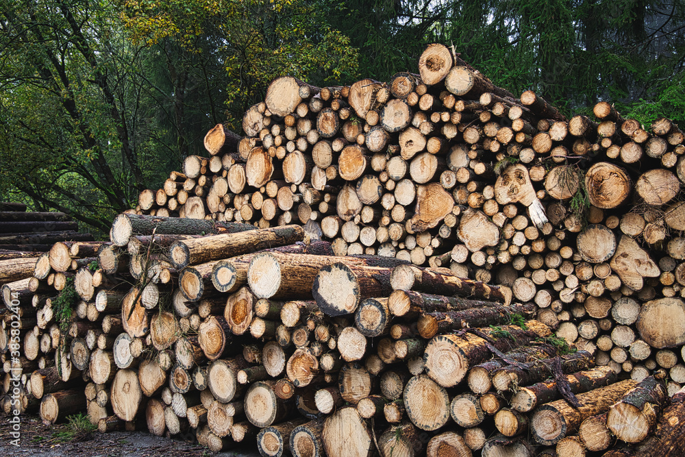 A pile of tree trunks