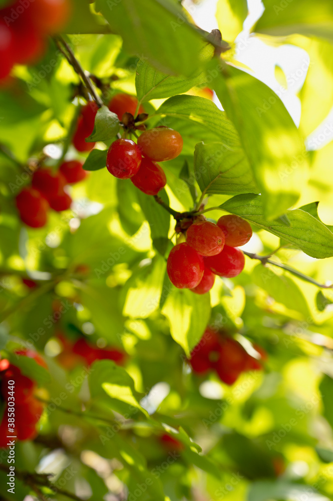 Cornelian cherries (Cornus mas) growing in spring Cornelian cherries (Cornus mas) growing in spring