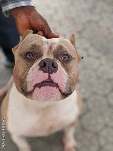 english bulldog puppy
