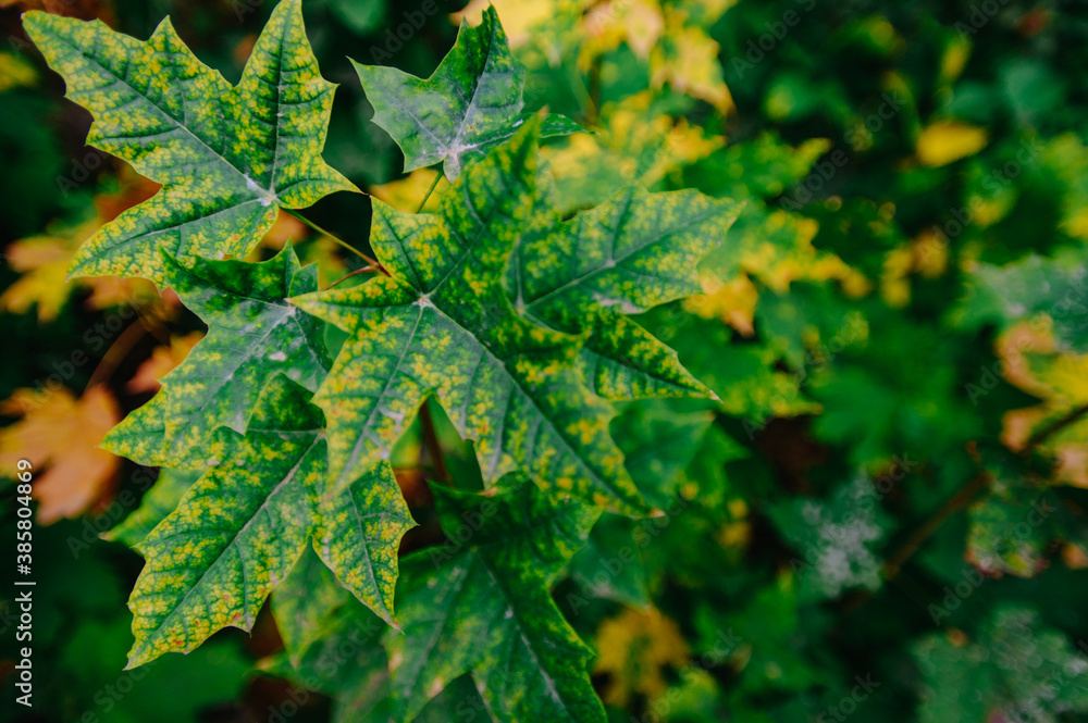 Season of nature colourful leaves Season of nature colourful leaves