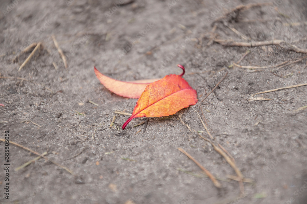 closeup dried colorful autumn leaves on ground closeup dried colorful autumn leaves on ground