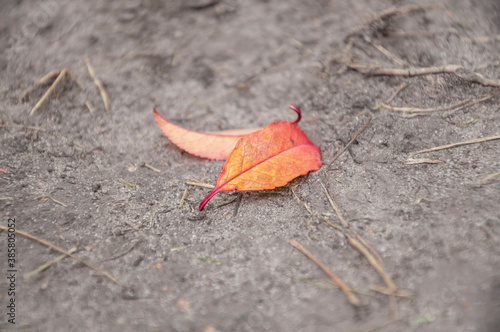 closeup dried colorful autumn leaves on ground