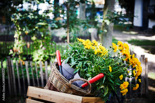 Obraz na plátně Flower pots and hand trowels in basket and wooden box at garden
