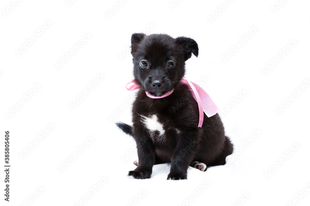adorable black puppy in pink collar with ribbon looking at camera and sitting on white background with copy space