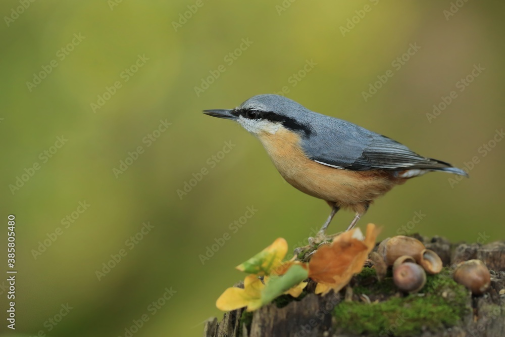 Eurasian nuthatch (Sitta europaea) sits on the stump. nuthatch in the nature habitat. Wildlife scene from fall forest. Eurasian nuthatch (Sitta europaea) sits on the stump. nuthatch in the nature habitat. Wildlife scene from fall forest.