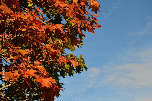Färbung der Blätter im Herbst 