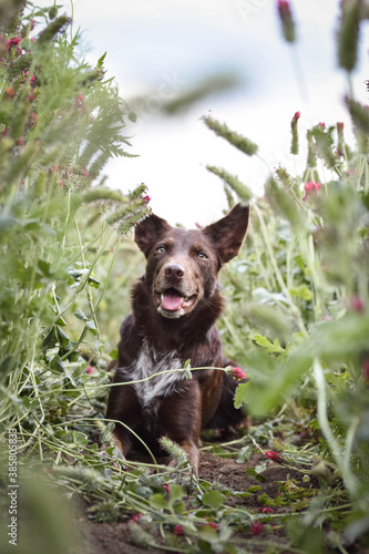 Adult border collie is lying in crimson clover. He want it so much. © doda