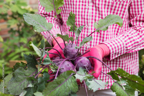 Photo Close-up of woman holding common beet in urban garden
