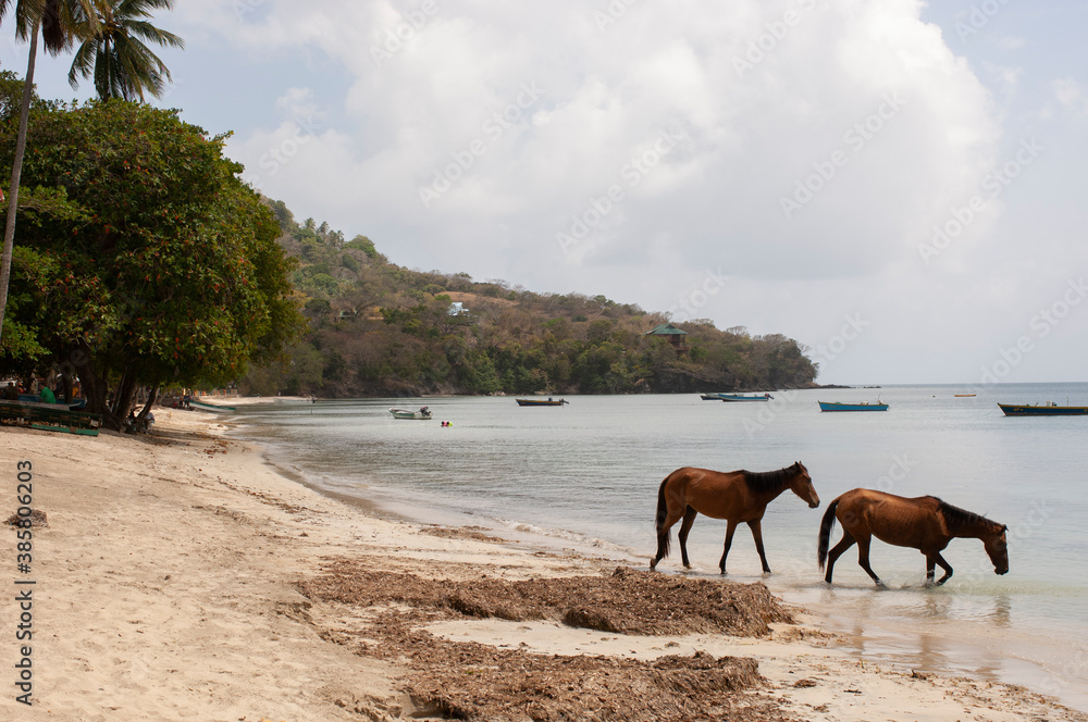 Colombian horses on the beach Colombian horses on the beach