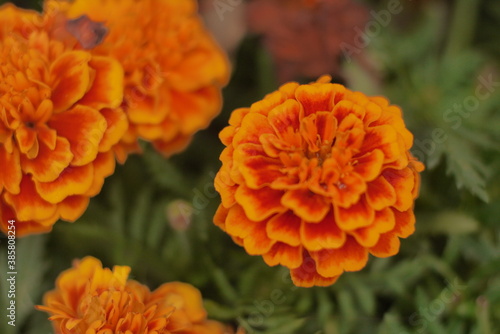 orange flower © kin