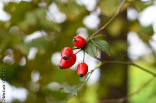 Arctostaphylos uva-ursi Berry Closeup