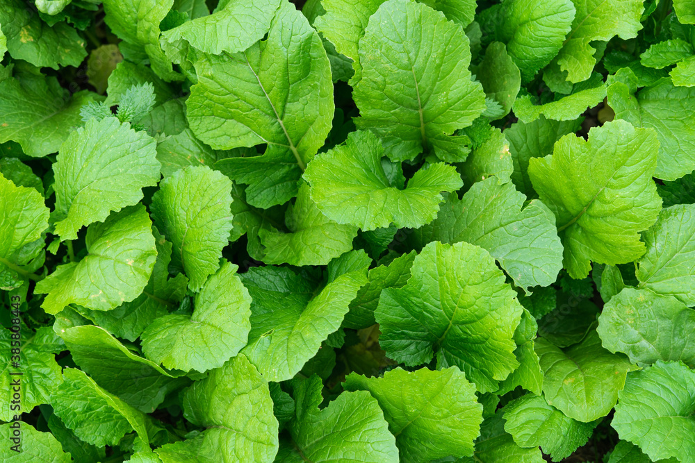 Background of turnip leaves. Graphic resources. Background of turnip leaves. Graphic resources.