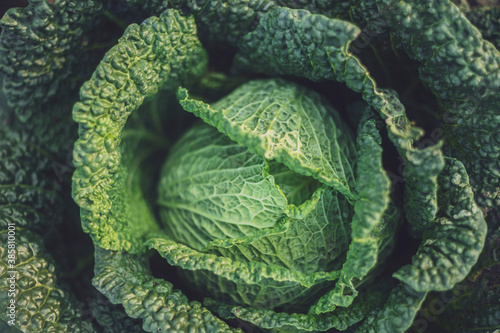 Green growing cabbage (Brassica oleracea)