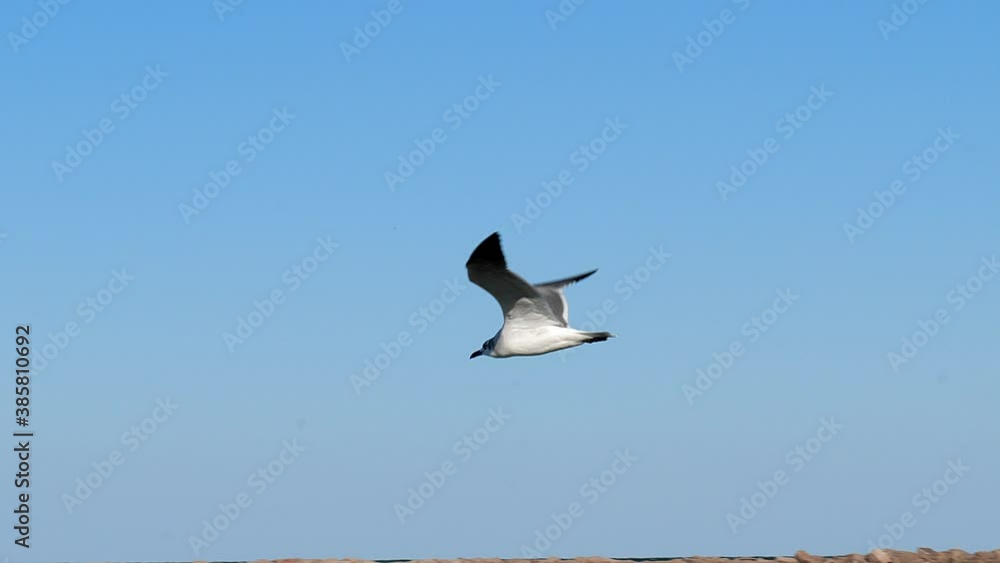 Seagull flying over water, with a blue sky, with wings flapping and also soaring. Hand held slow motion clip of a single gull. Seagull flying over water, with a blue sky, with wings flapping and also soaring. Hand held slow motion clip of a single gull.