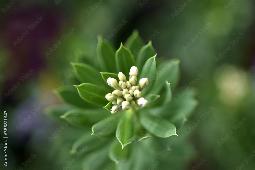 Knospe an einem Seidelbaststrauch Knospe an einem Seidelbaststrauch