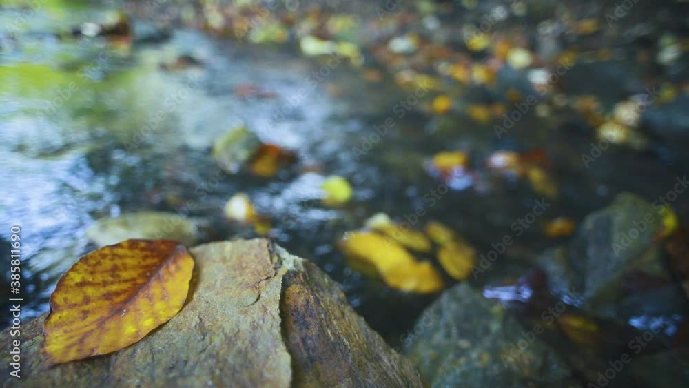 Fallen yellow leaf on rock with water spring in the background Fallen yellow leaf on rock with water spring in the background