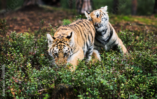 Two Ussuri tiger kittens playing in the wild forest  Panthera tigris tigris  also called Amur tiger  Panthera tigris altaica  in the forest  Young female tiger in the forest.