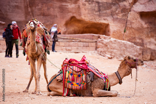 Stunning view of two camels posing in front of the Al Khazneh (The Treasury) in Petra. Al-Khazneh is one of the most elaborate temples in Petra, Jordan.