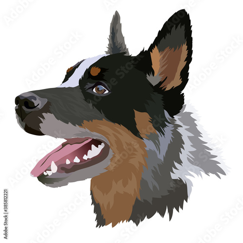 Australian cattle dog, vector image. Portrait