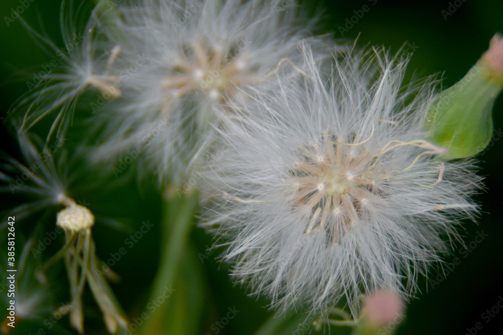 A close up photo of a dandelion. A close up photo of a dandelion.
