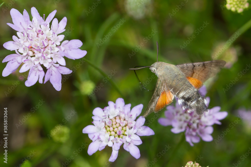 Esfinge colibrí ( Macroglossum stellatarum), en vuelo buscando néctar de las flores. Esfinge colibrí ( Macroglossum stellatarum), en vuelo buscando néctar de las flores.