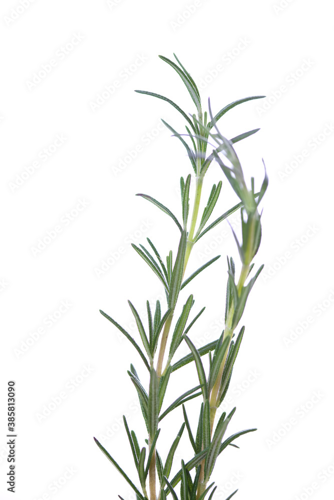 Fototapeta premium ローズマリー