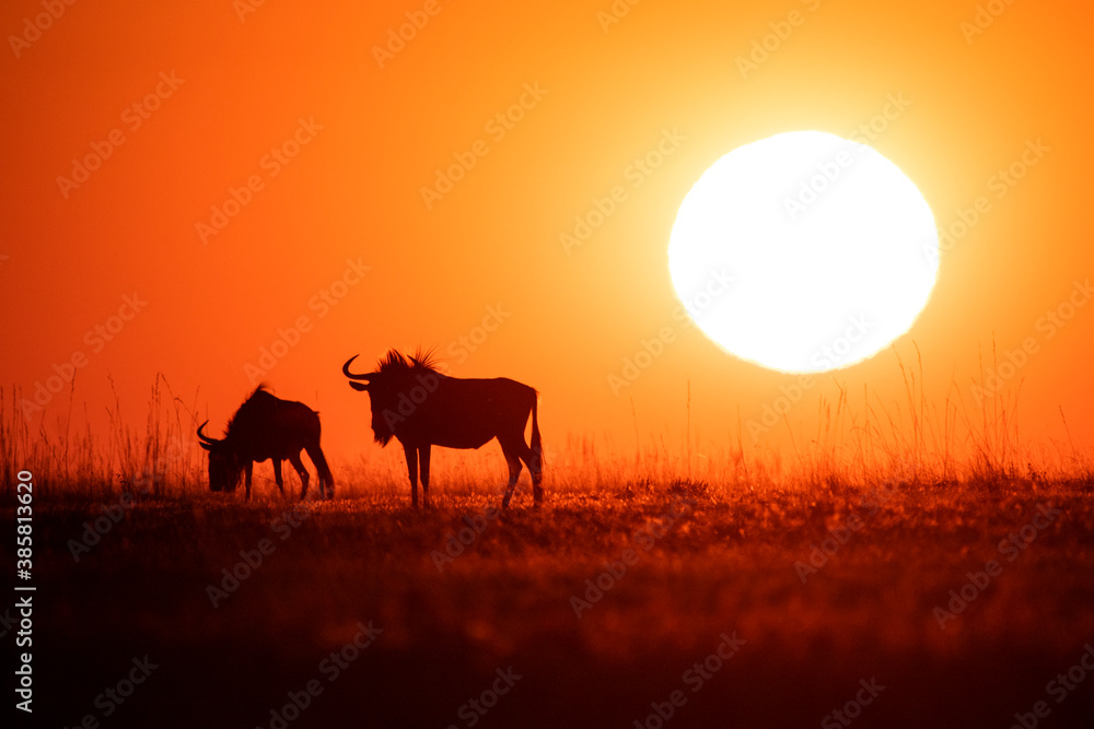 Silhouette of wildebeest grazing on grassy landscape Silhouette of wildebeest grazing on grassy landscape