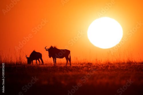 Silhouette of wildebeest grazing on grassy landscape
